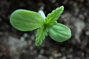 Cannabis anpflanzen