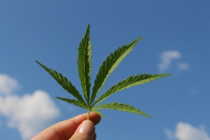 Cannabis neues Gesetz